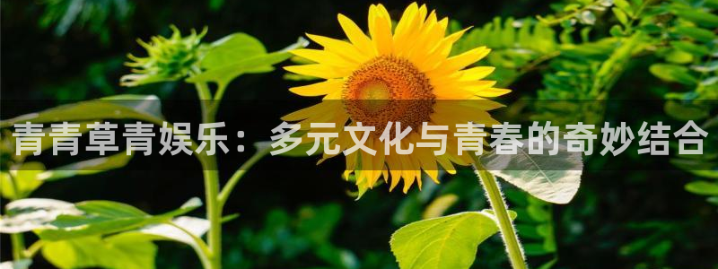 壹号下载安装：青青草青娱乐：多元文化与青春的奇妙结合